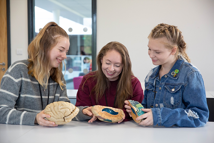 Students looking at parts of a brain