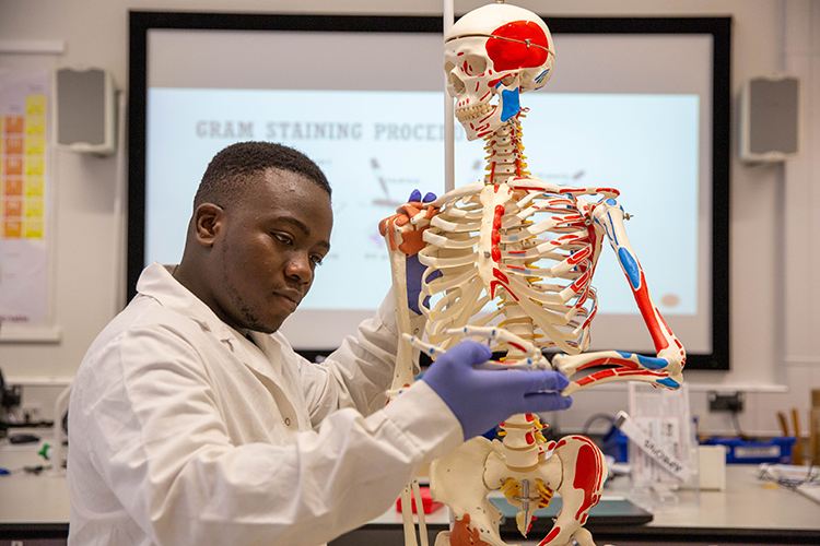 Student examining a skeleton