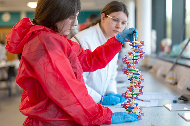 Student looking at model of DNA