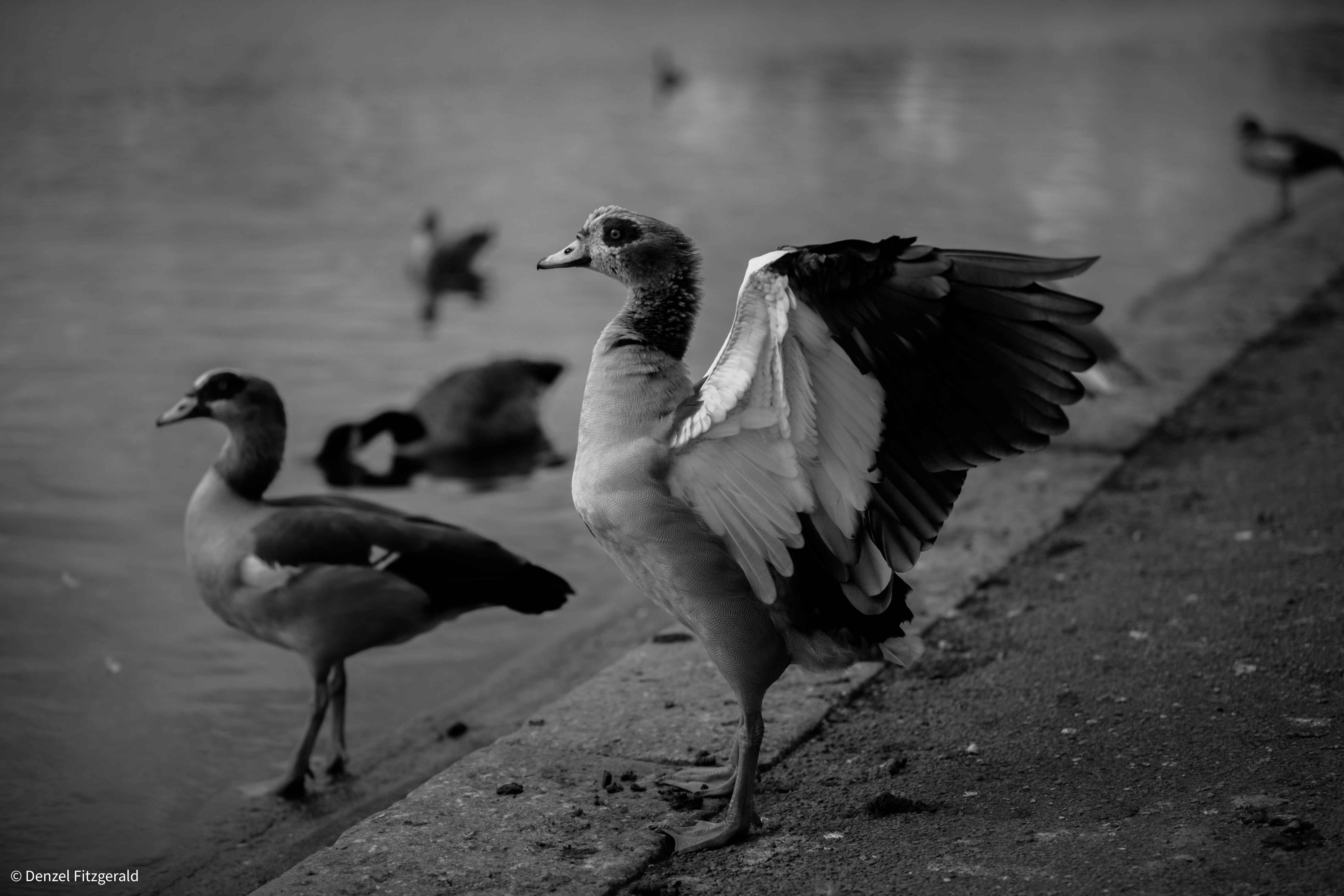 Photo of ducks