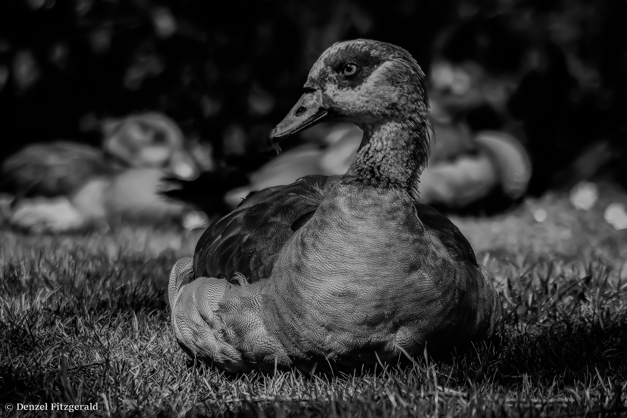 Photo of duck