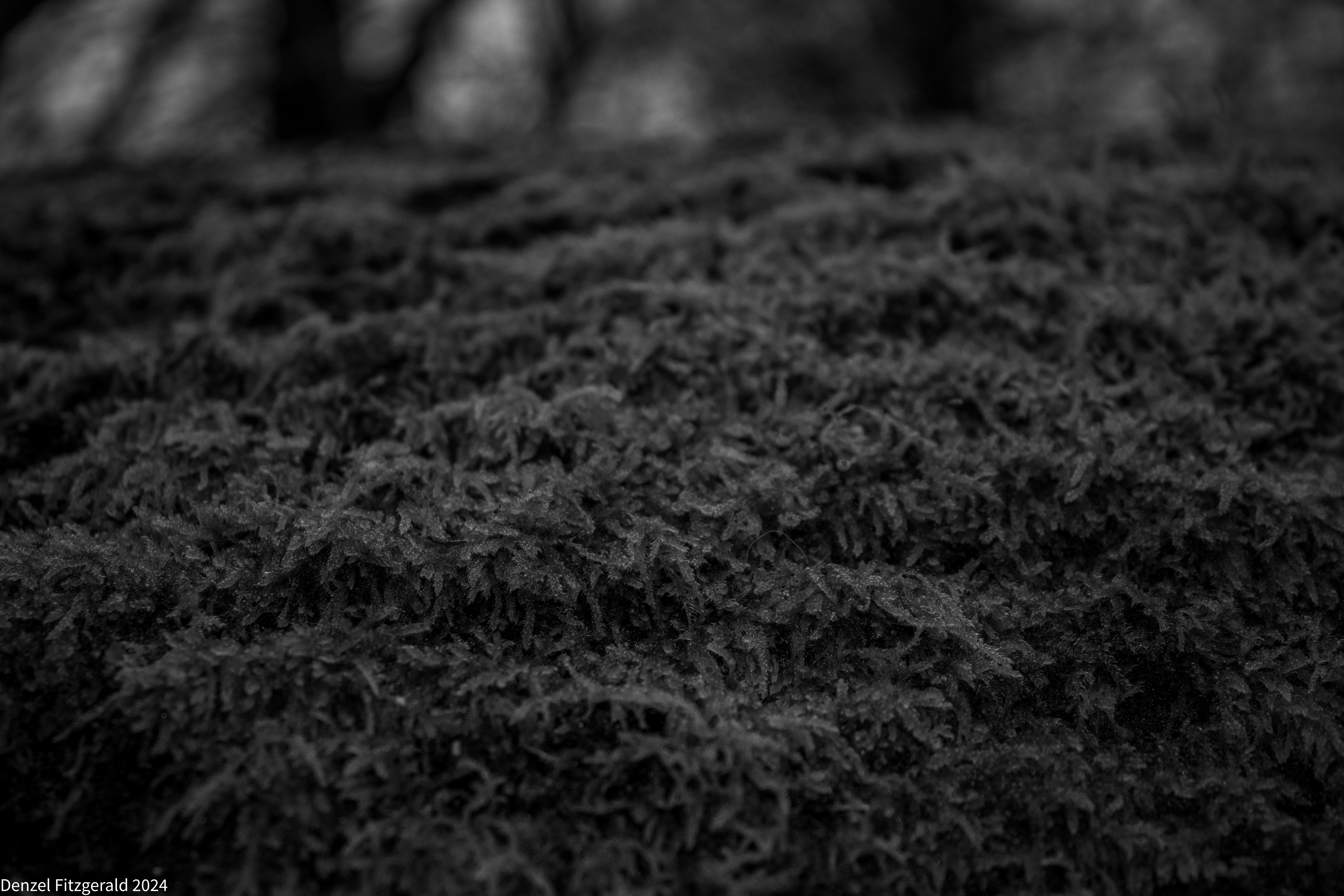 Photo of nature