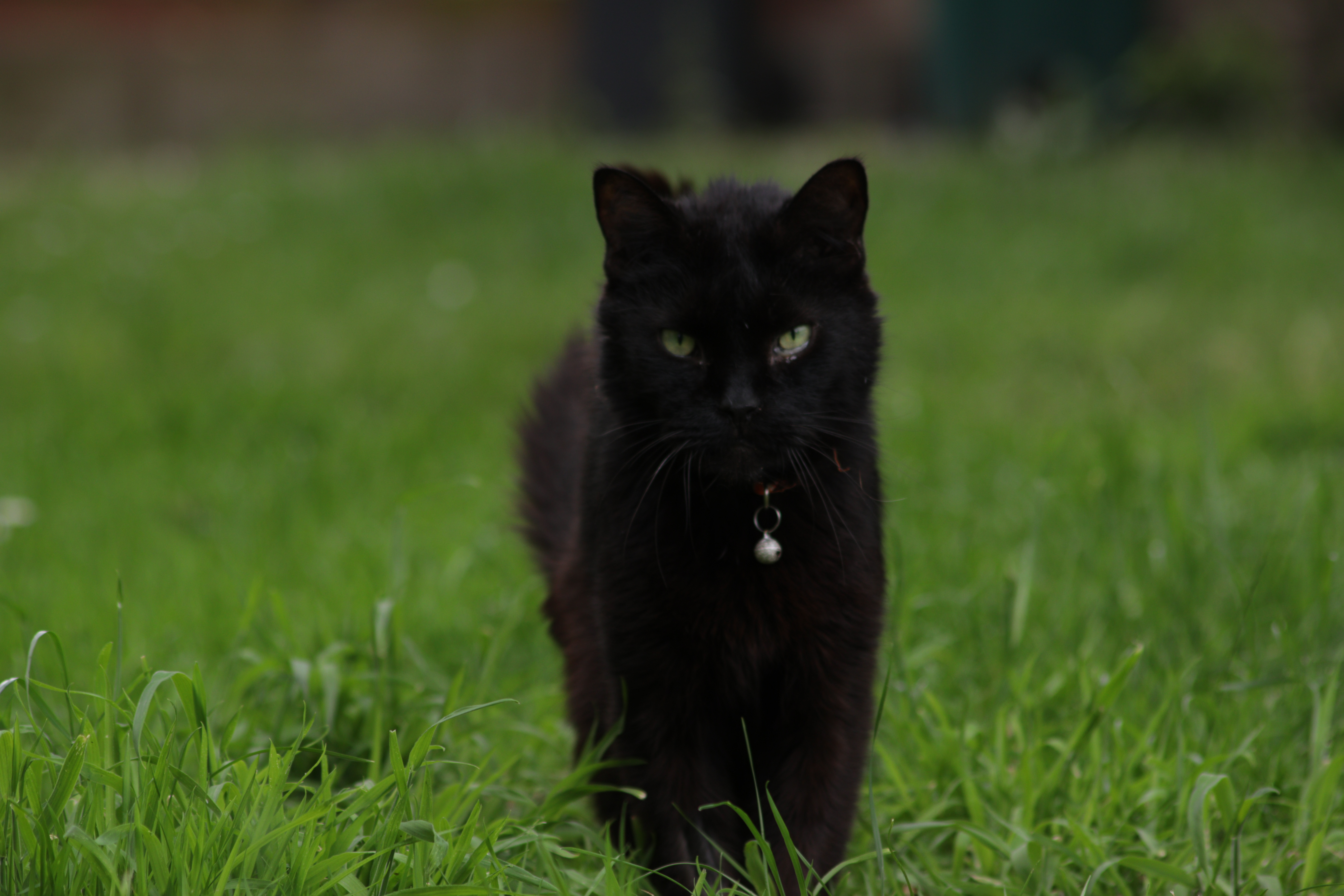 Photo of cat