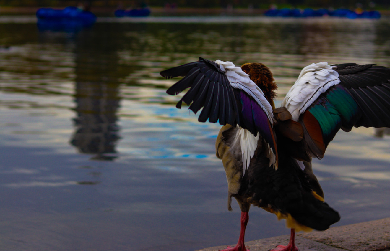 Photo of duck