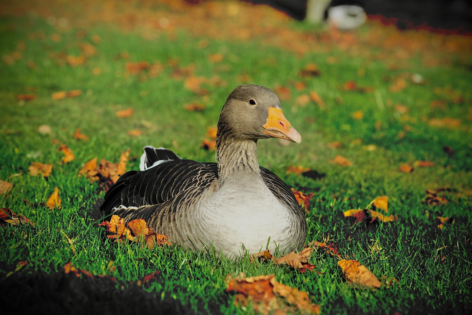 Photo of duck