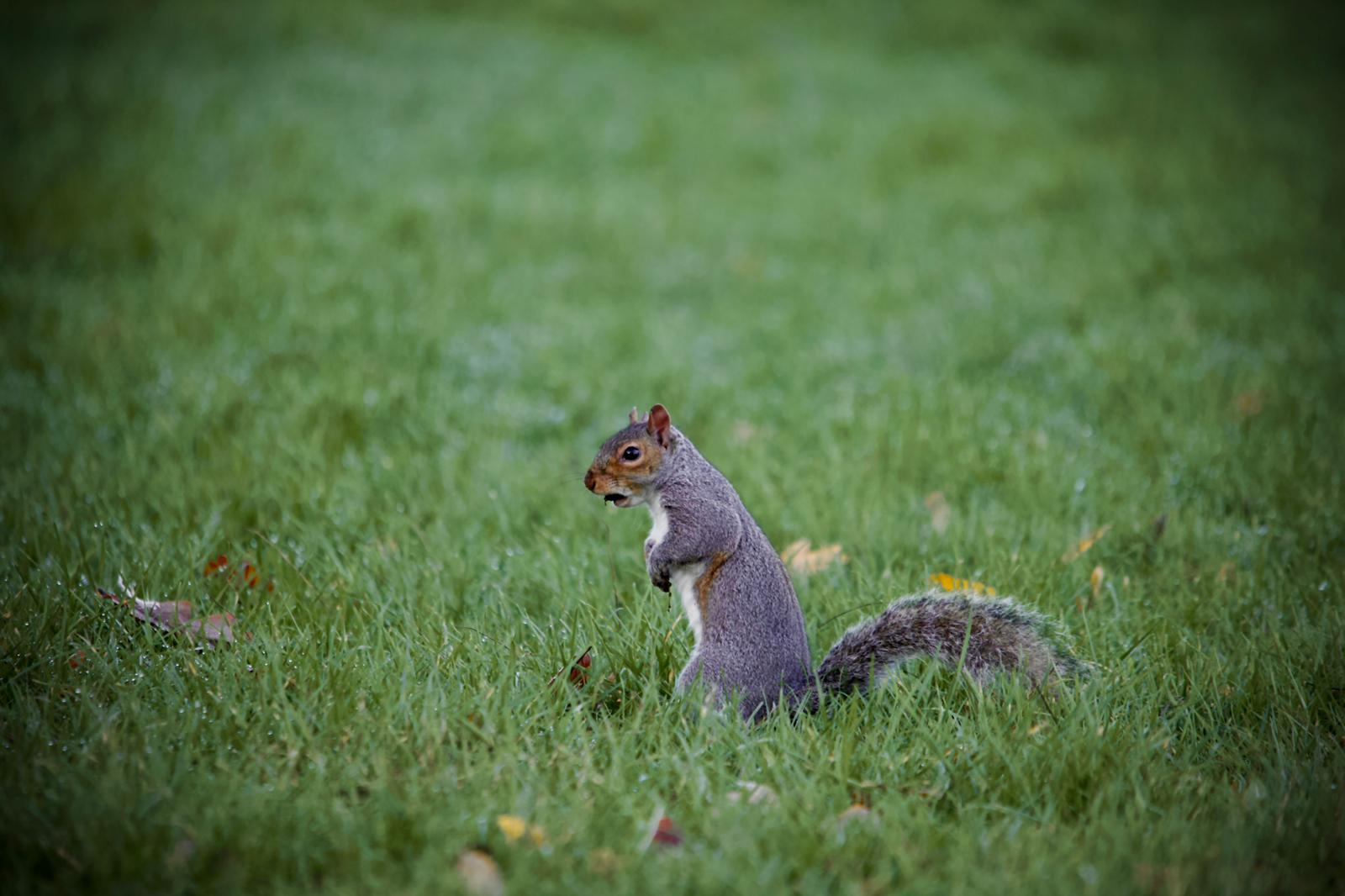 Photo of squirrel